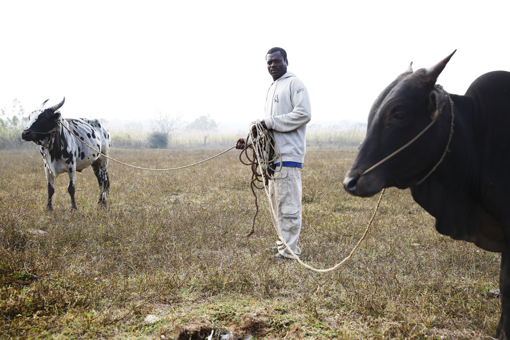 A Sidi man ties his cattle up to graze on the outskirts of the village of Gadgera. Uttara Kannada, India